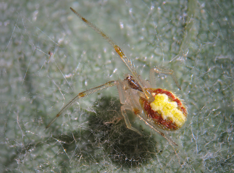 Theridion cf. varians